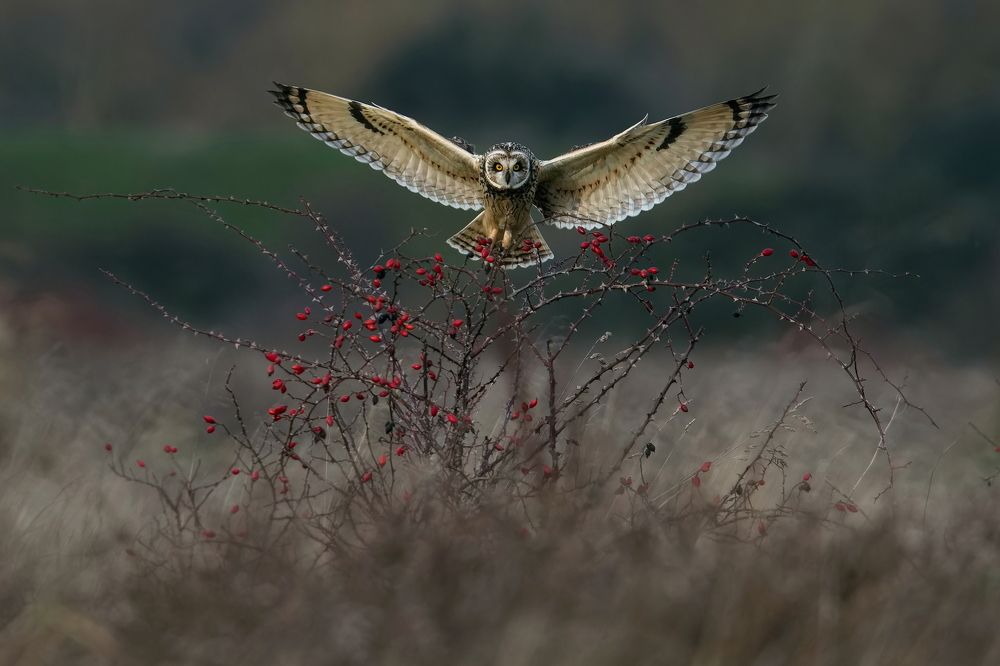 Фотография автора Kowalski Jaroslaw