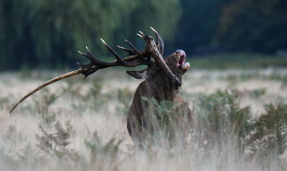 Фотография автора Kowalski Jaroslaw