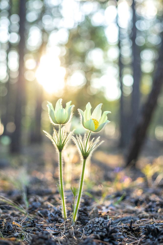 Предвестники весны