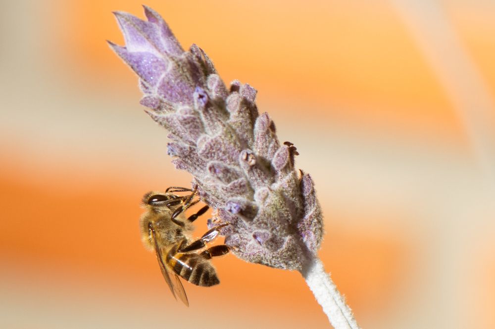 Photograph by Valmir Fernando da Silva