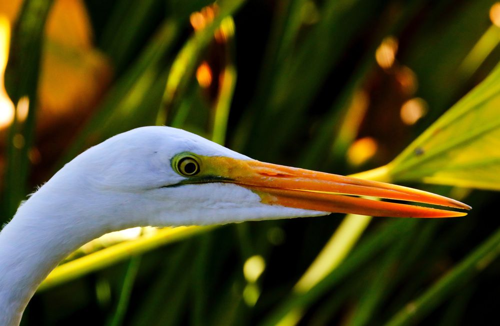 Photograph by Ricardo Vergara