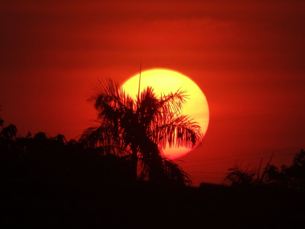 Pôr do sol  atrás do coqueiro