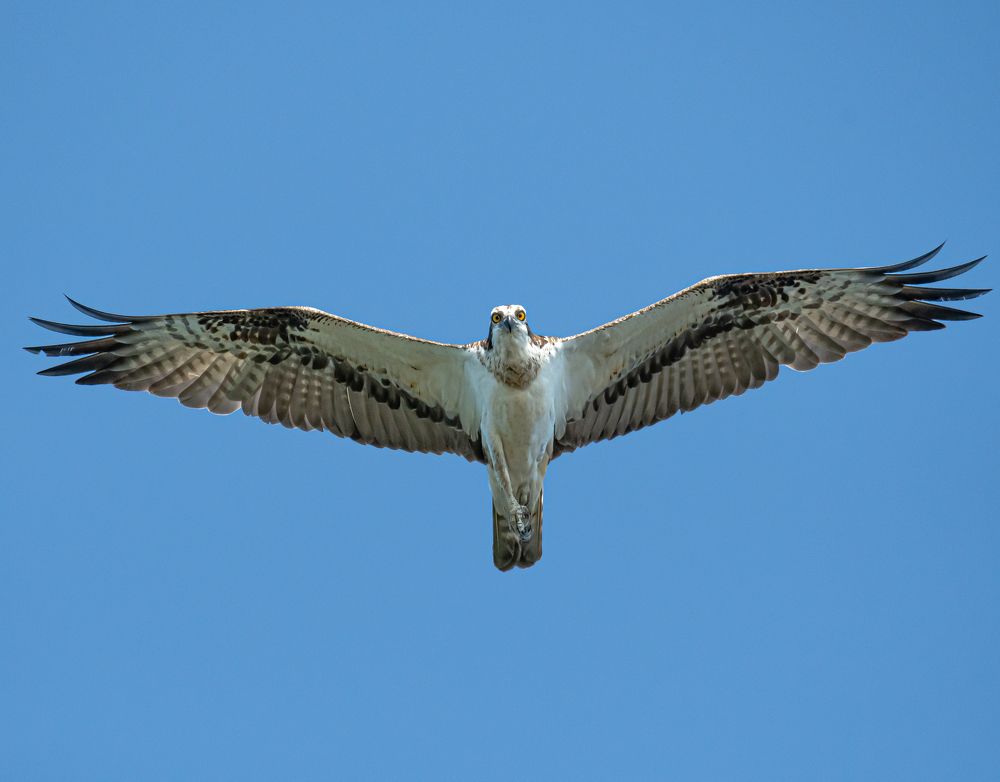 Рыба прячься. //  Fish hide.