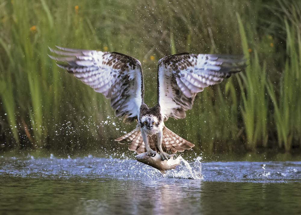 Osprey Fishing