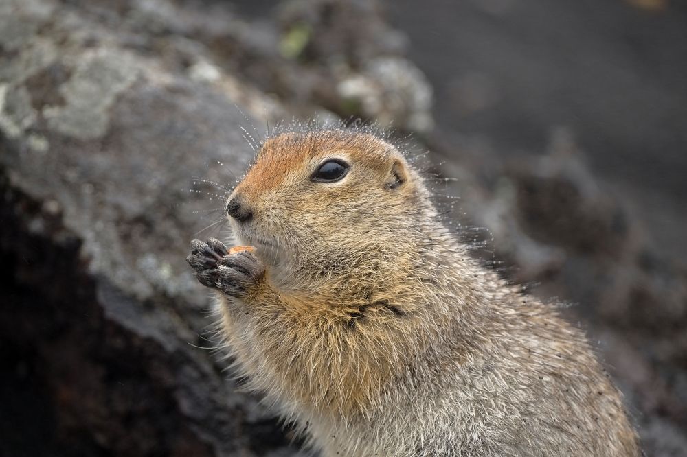 Камчатский Евражка