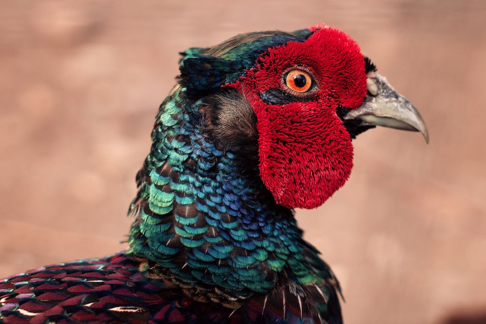 Photograph by Olga Platonova