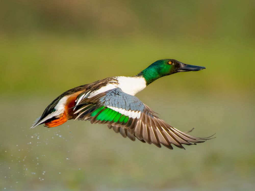 Фотография автора Grace Rani