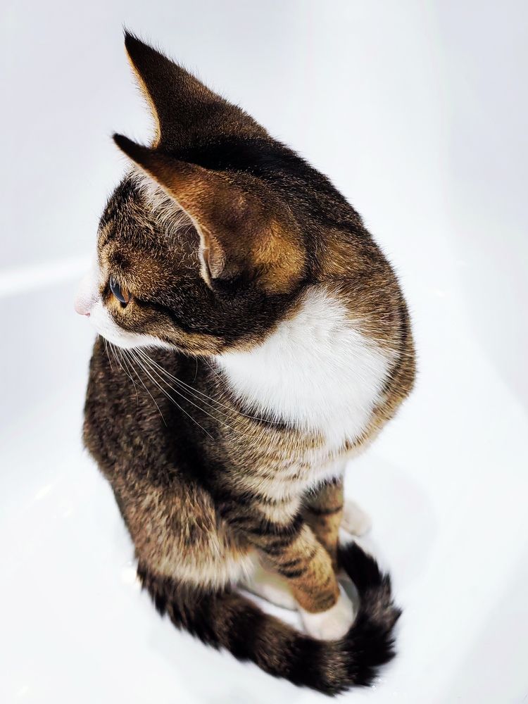 Photo #10408739
