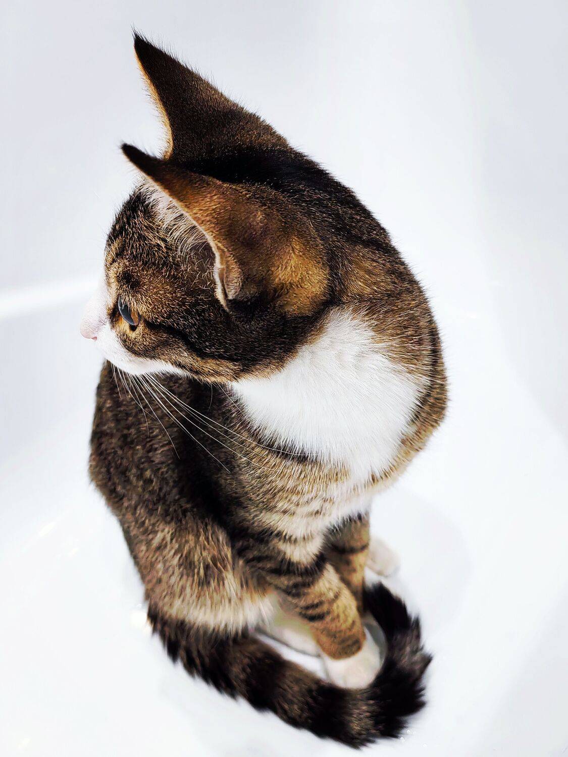Photo #10408739