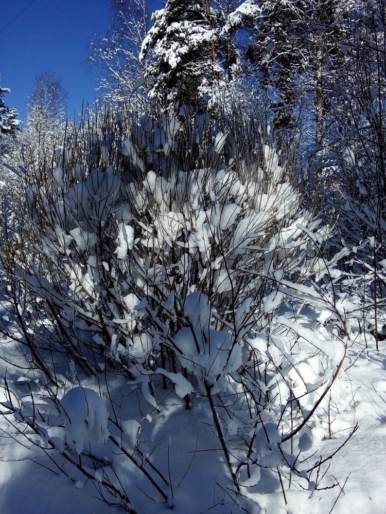 Photograph by Людмила Ковалева