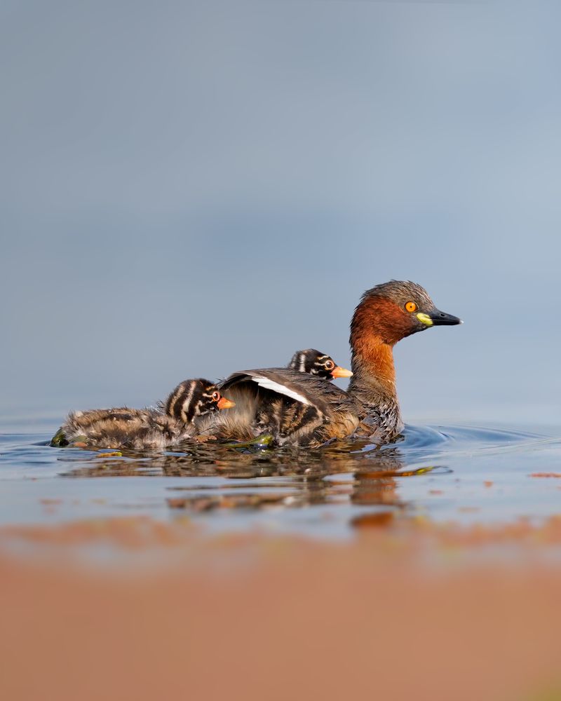 Photograph by Swarup Roy Chowdhury