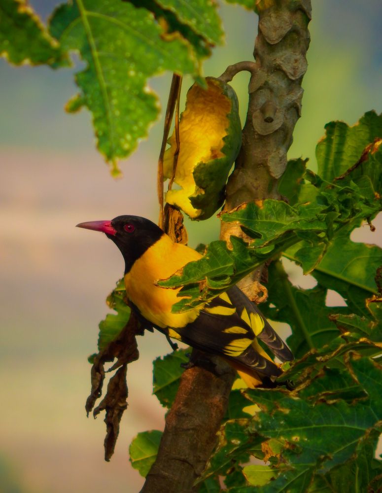 Photograph by Arpita Sadhu