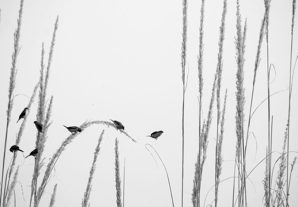 Photograph by Priyanshu Tripathi