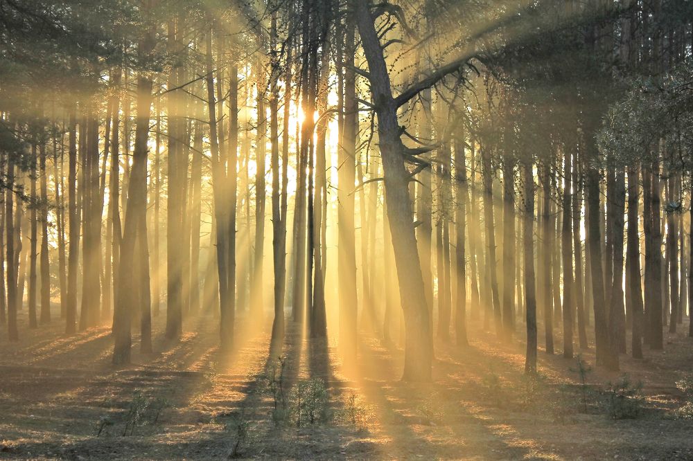 В утренних лучах