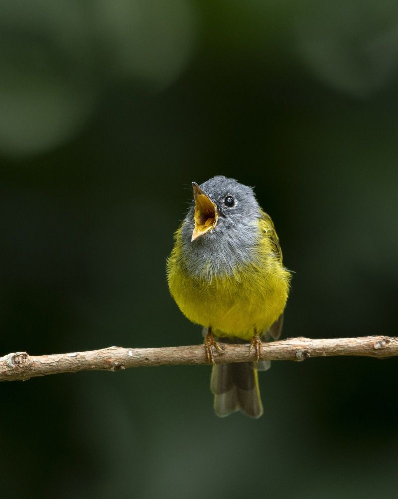 Photograph by Visveswar VK