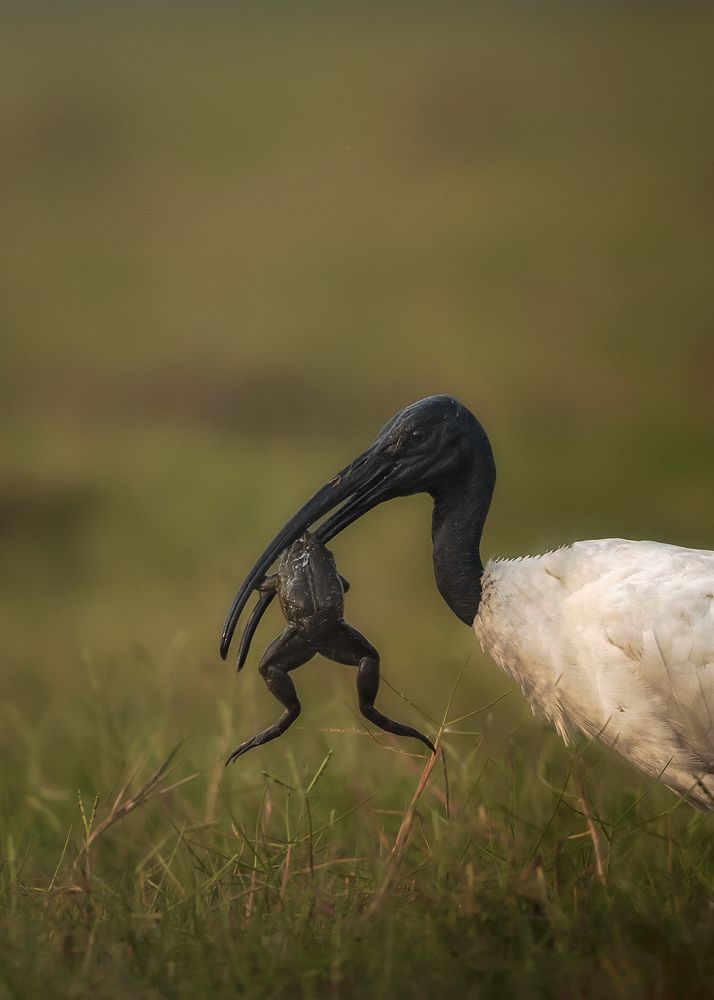 The Predator and the prey