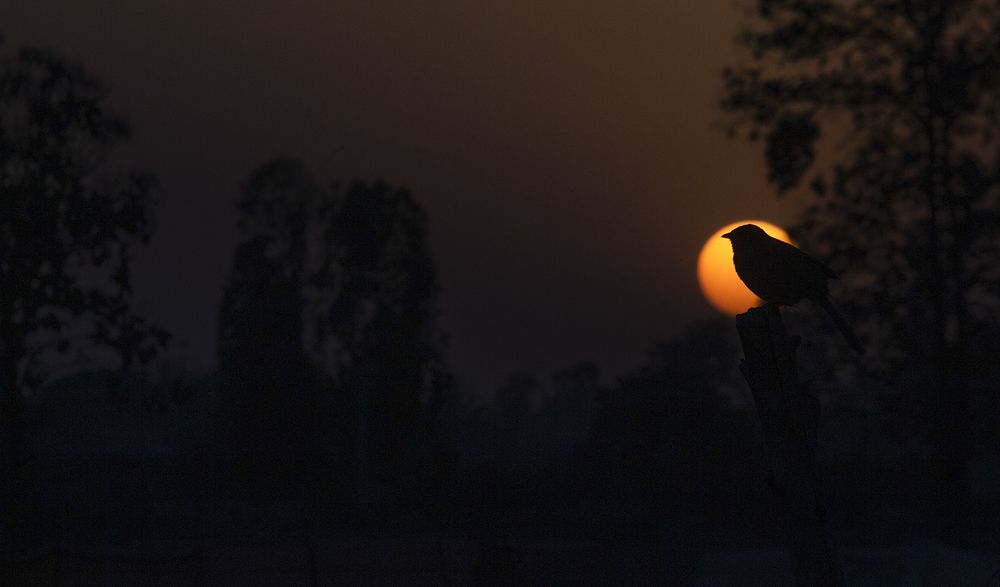 Photograph by Priyanshu Tripathi