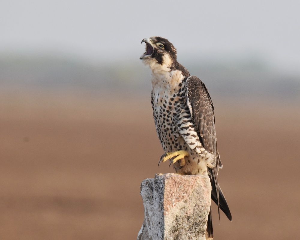 Photograph by Premal Nandpal