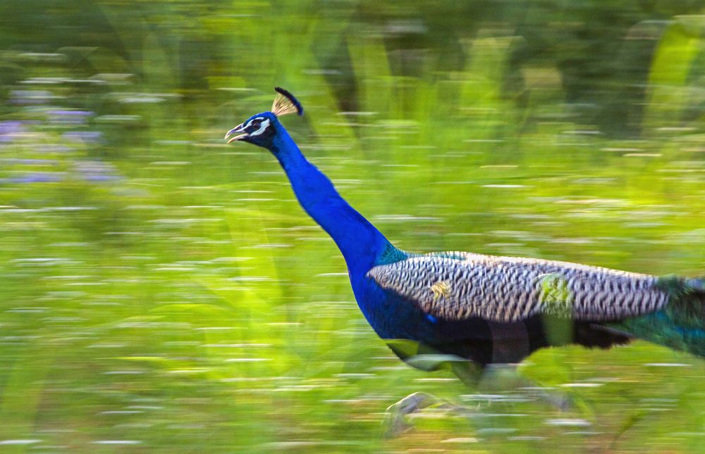 Photograph by Priyanshu Tripathi