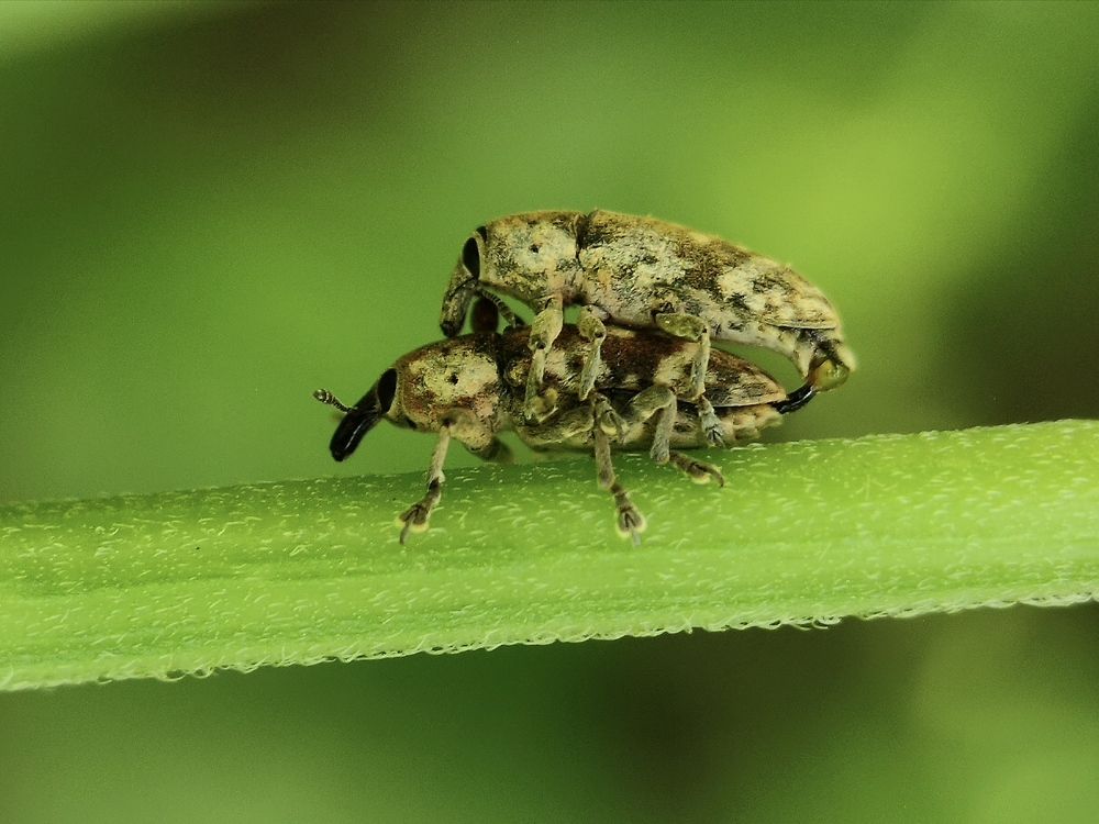 Photograph by SWARUP KR MANDAL