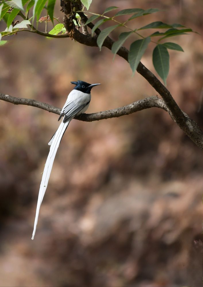 The Indian paradise flycatcher (Terpsiphone paradisi)