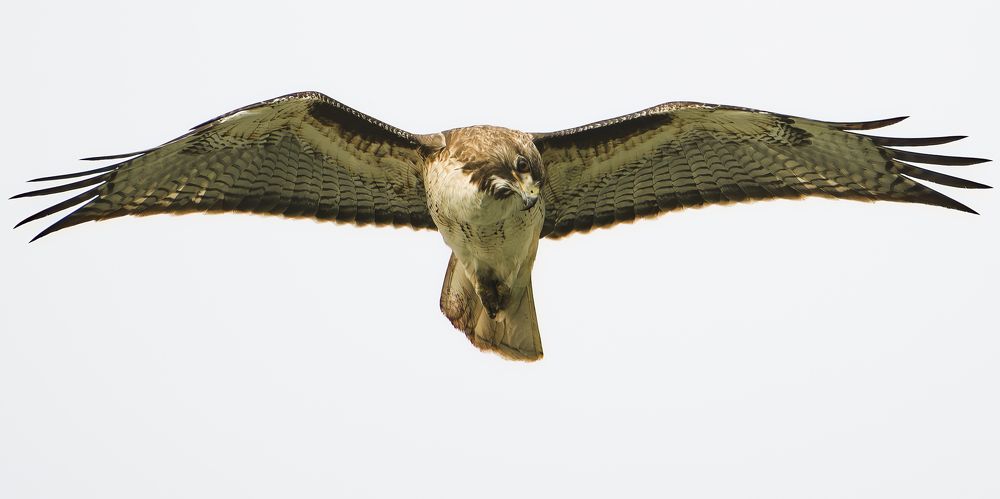 Red-Tailed Hawk in Flight