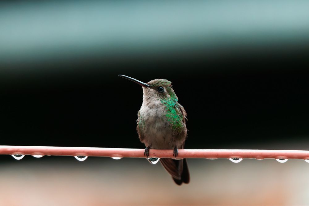 Photograph by Abel Cancino Gutierrez