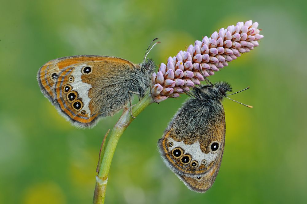 Фотография автора Чистяков Андрей