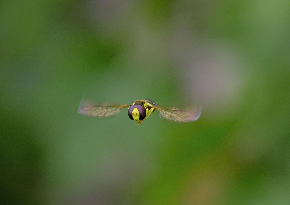 Богомол на закате
