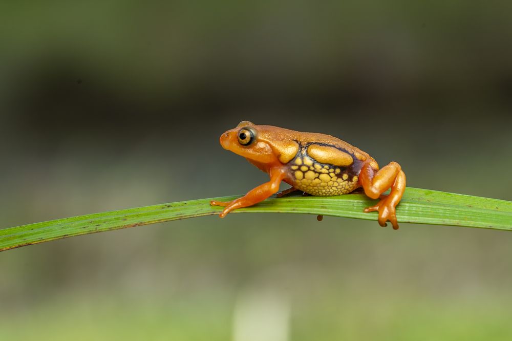Nature's design hidden in secret valley