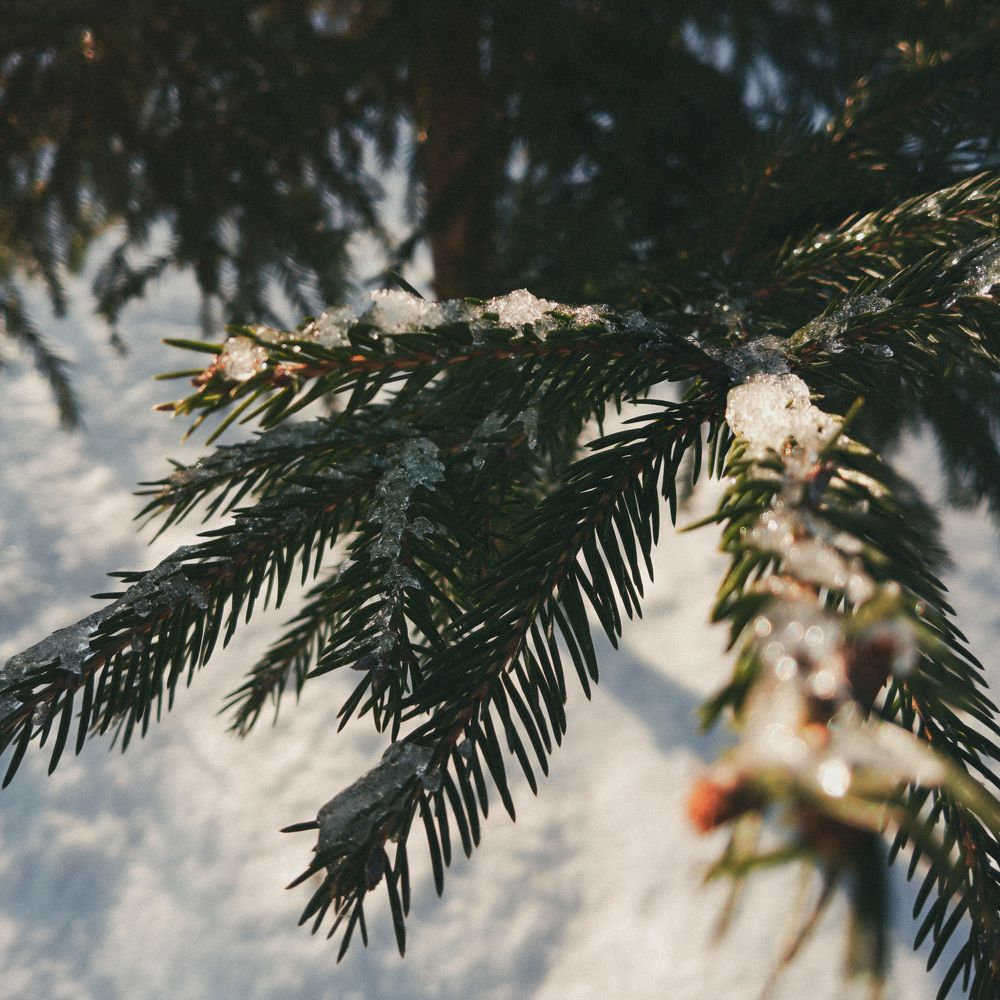 Photograph by Елена (Мори) Кузнецова