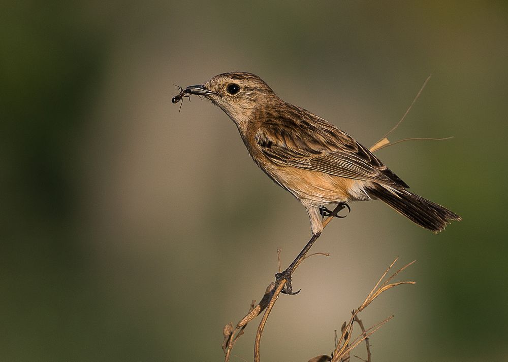 Siberian Stonechat with carpenter ant
