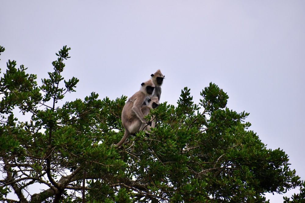 Photograph by Bimali Fernando