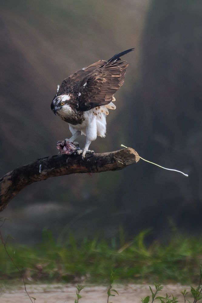 Фотография автора Sougata Pramanick