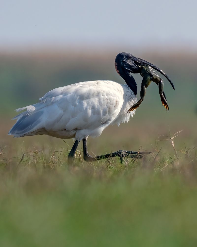 Photograph by Sourav Ganguli