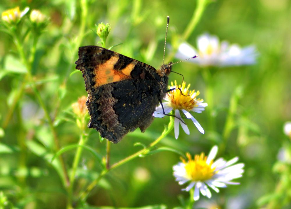 Фотография автора Tkachev Aleksey