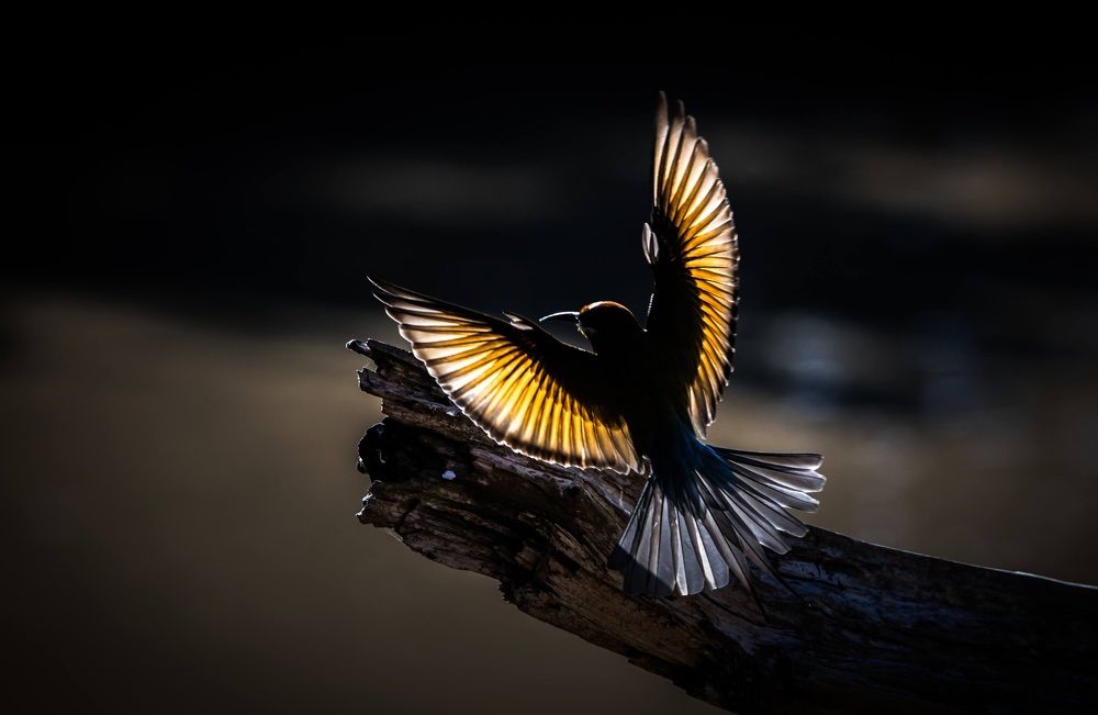 Фотография автора Samith Perera