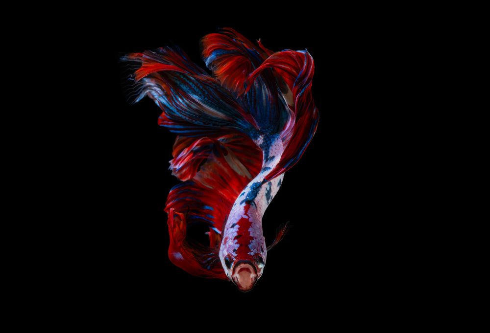 Angry Halfmoon Fancy