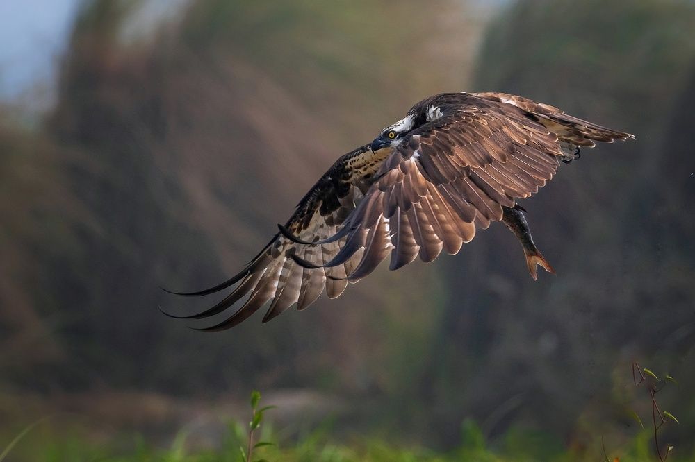 Фотография автора Sougata Pramanick