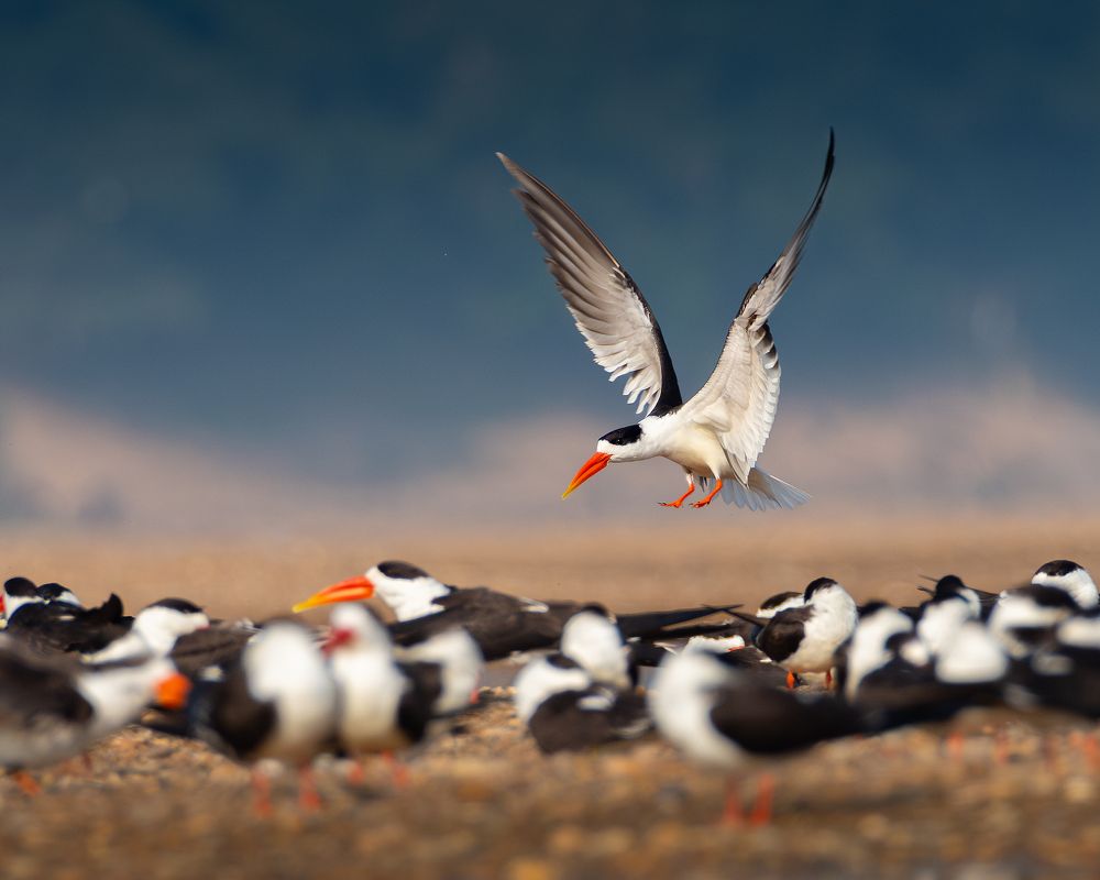 Фотография автора Mainak Halder