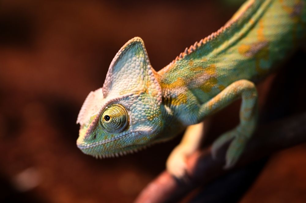 Photograph by Milan Uhrin