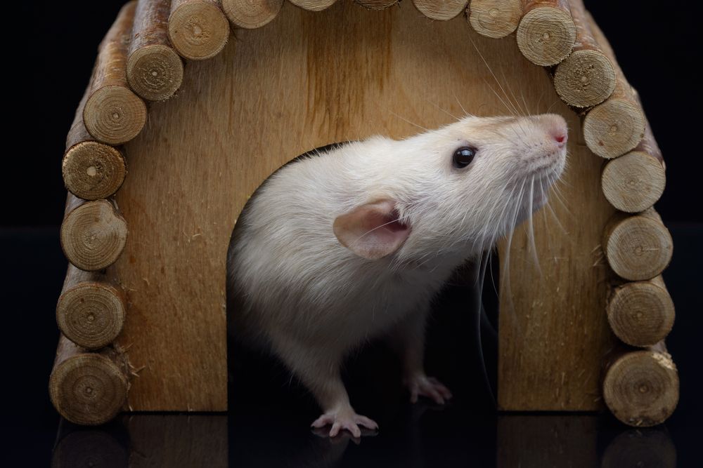 Фотография автора Сизов Кирилл