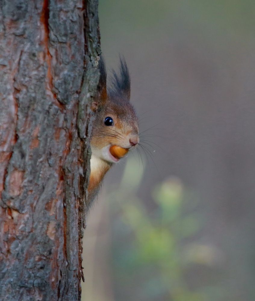 Photograph by Андрей Брагин