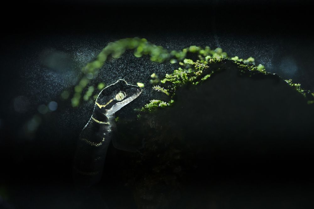 Photograph by Soumya Bhattacharyya