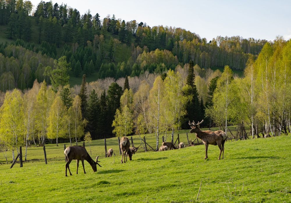 Photograph by Денис Карачёв