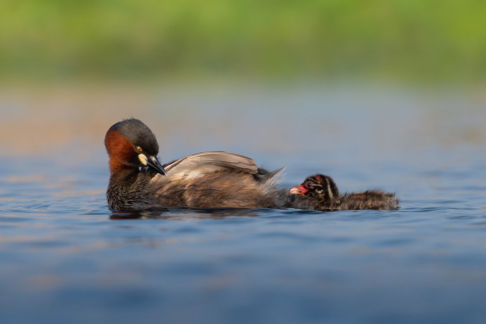 Фотография автора Mainak Halder