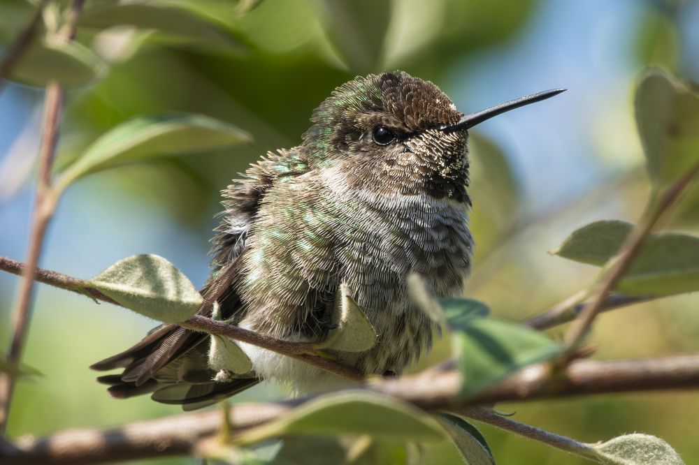 Cold Hummingbird