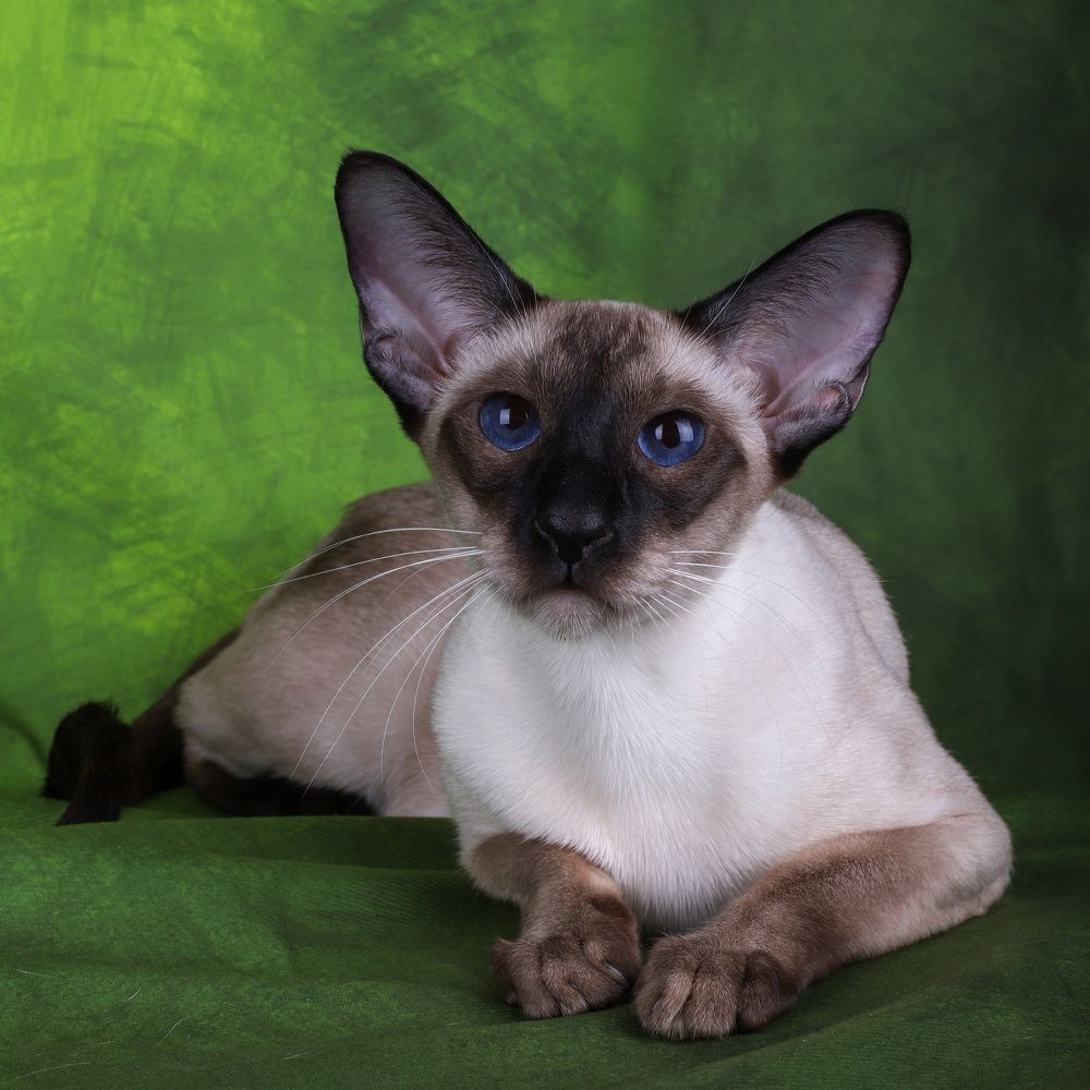 Photograph by Альвина Кузнецова