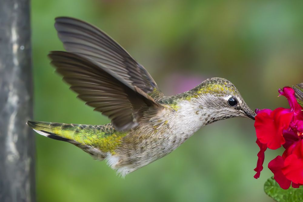 Anna's Hummingbird in Flight