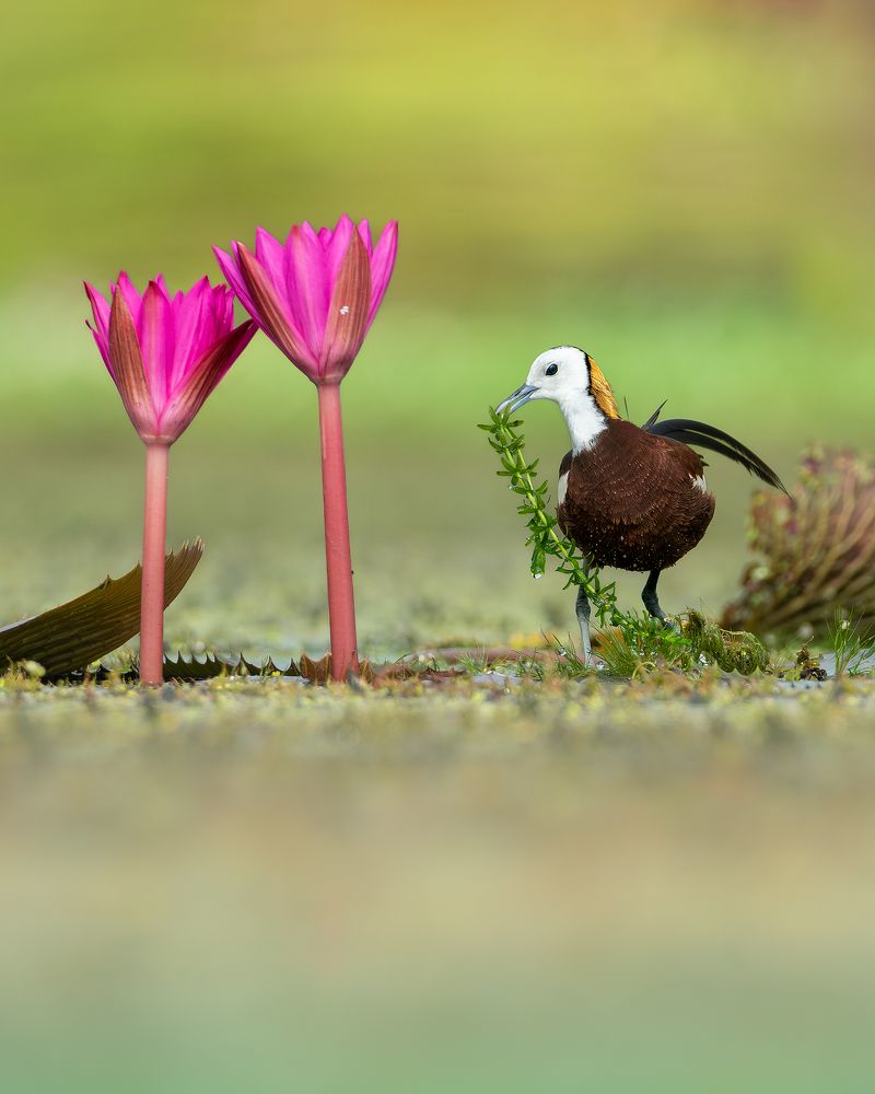 NESTING MATERIAL COLLECTION
